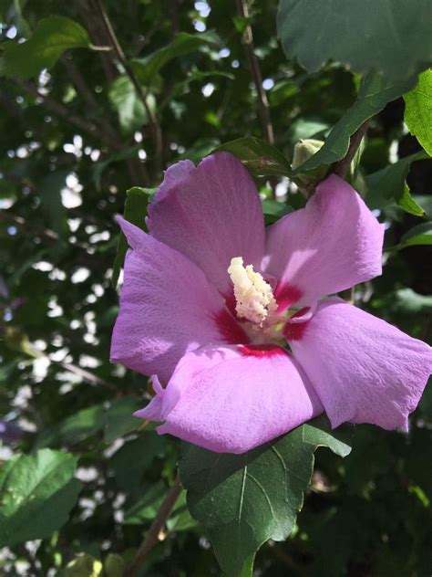 木槿花種植|ムクゲ（木槿）とは？育て方・栽培方法 